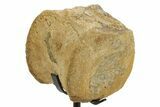 Fossil Hadrosaur Vertebra Centrum with Metal Stand - South Dakota #378522-2